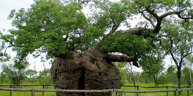 Pohon Paling Unik Sedunia